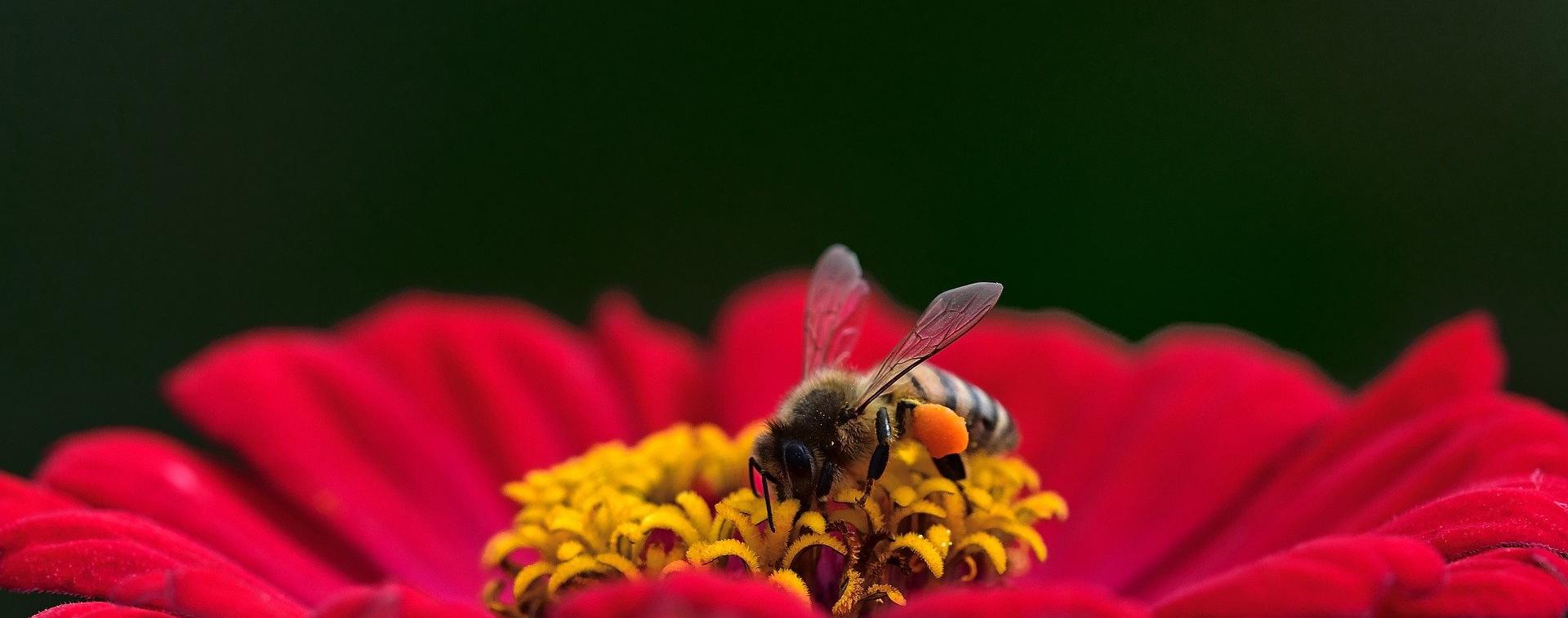 bee on red flower