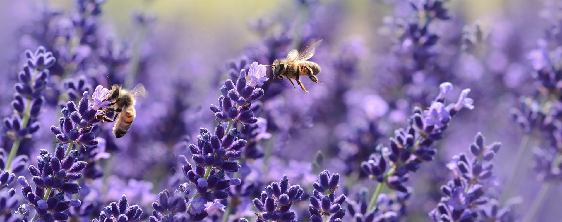 bees on purple flowers